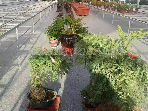 【大棚花卉種植供暖恒溫系統】安徽某園藝有限公司